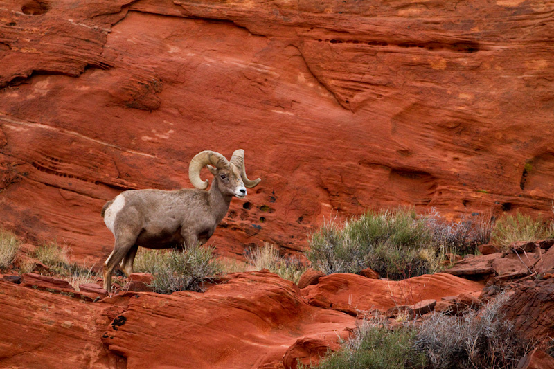 Bighorn On Slickrock